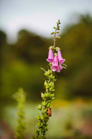 Secret_Garden_Wedding_by_Lime_Green_Photography.19