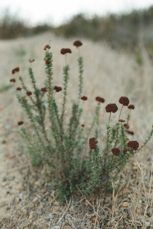 Ann_Kevin_Engagement_Session_by_Eli_Murray_Weddings.16
